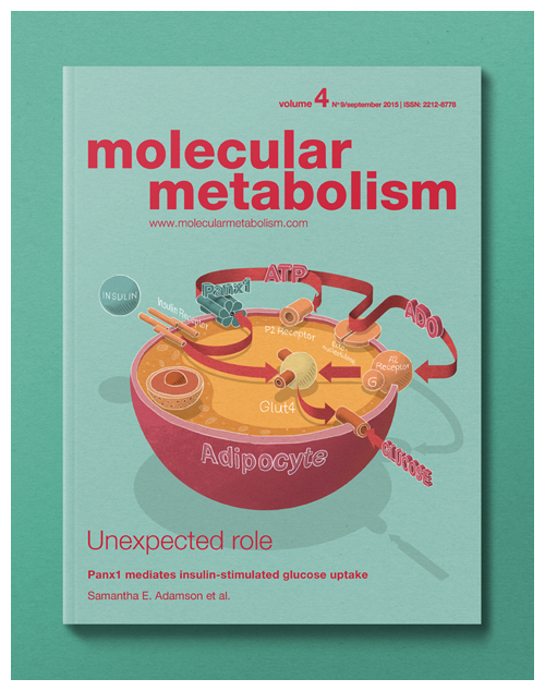 MOLECULAR METABOLISM Vol. 4