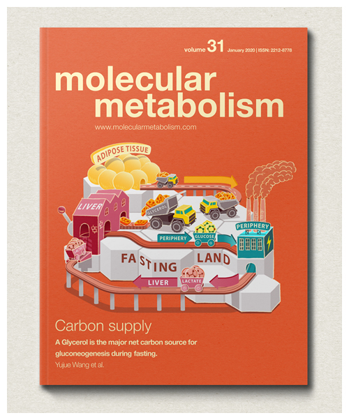 MOLECULAR METABOLISM Vol. 31